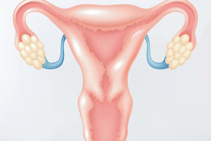 Ecografia transvaginale