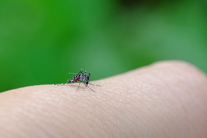 Come combattere le punture di zanzare?