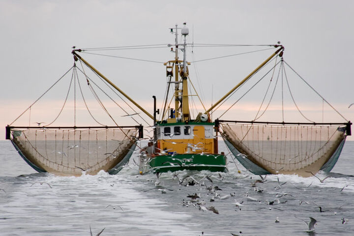 Pesce d'allevamento o pescato: qual è il più sicuro?