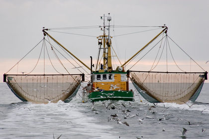 Il pesce d'allevamento è più sicuro di quello pescato in mare?