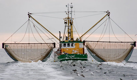 Il pesce d'allevamento è più sicuro di quello pescato in mare?