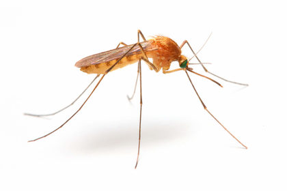 Malaria: che cos'è? Come avviene il contagio? Come si cura?