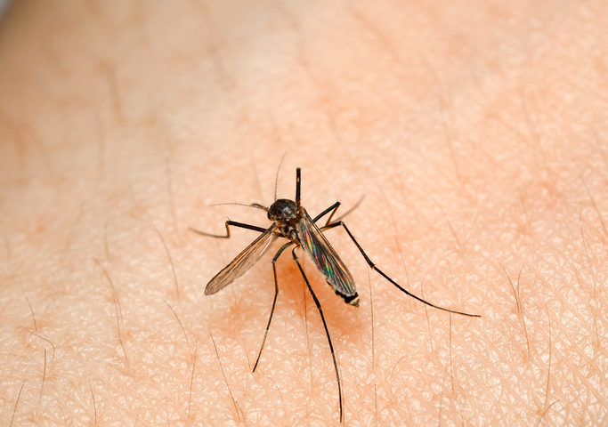 Chikungunya: l'epidemia potrebbe durare fino a fine ottobre
