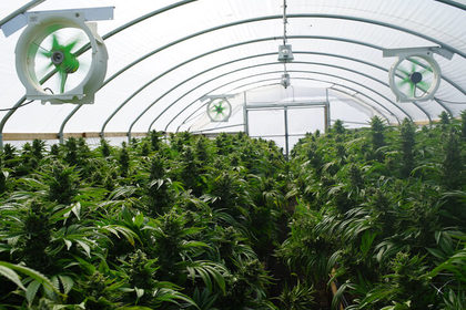 Cannabis terapeutica: sì alla legge che la regolamenta