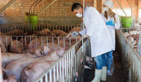 Antibiotici nella carne: cosa c'è di vero?