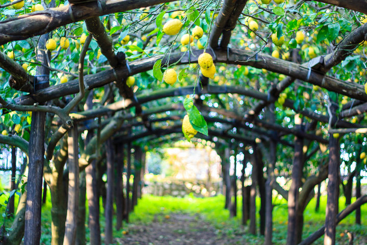 Alimentazione e prevenzione con Fondazione Veronesi e Giro d'Italia: i limoni di Sorrento