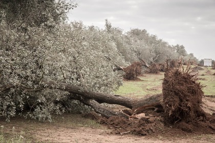 L’epidemia di Xylella avanza minacciosa