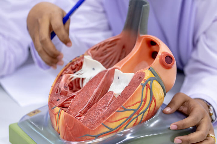 Car-T: una prospettiva per curare anche le malattie del cuore?