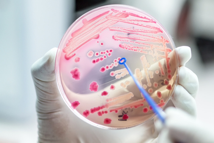 Il microbiota può influenzare il trapianto di midollo