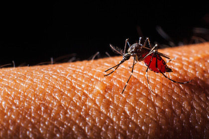 Quali infezioni virali possono essere trasmesse dalle zanzare?