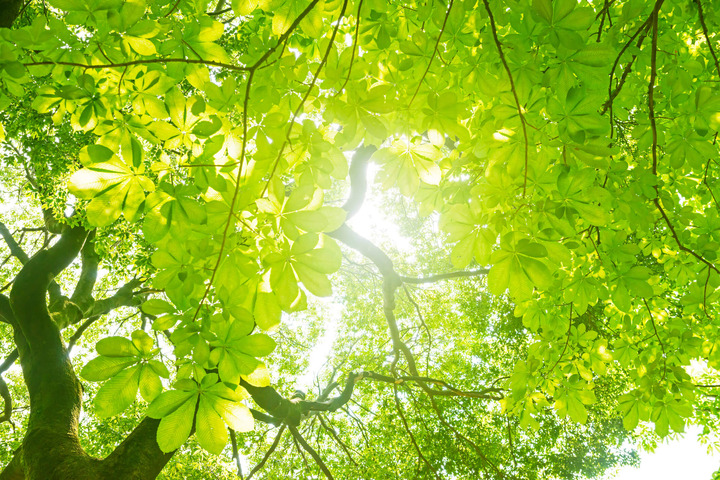 Ansia e depressione: il verde fa bene (se non lo prescrive il medico)