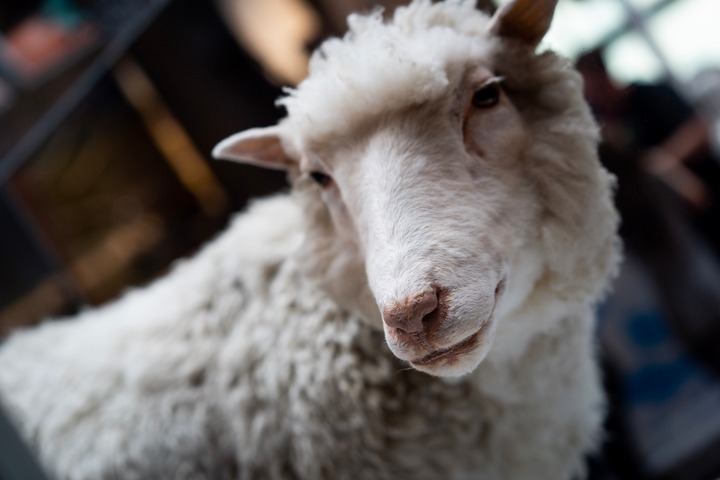 Buon compleanno, Dolly. L’eredità della pecora clonata più celebre della storia