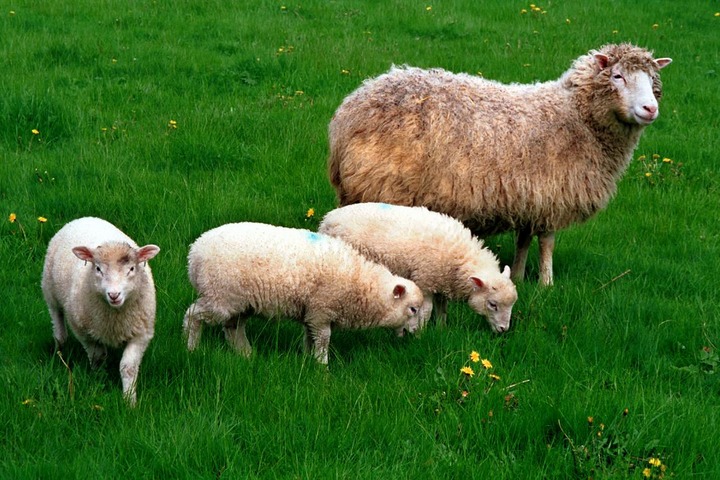 Buon compleanno, Dolly, la pecora clonata più famosa al mondo 