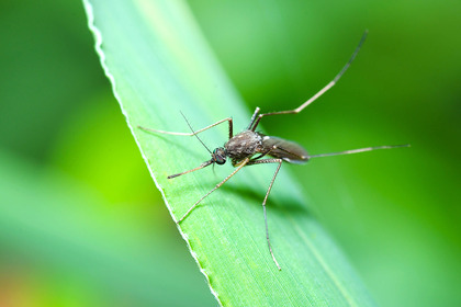 Malaria e zanzare: il gene drive funziona