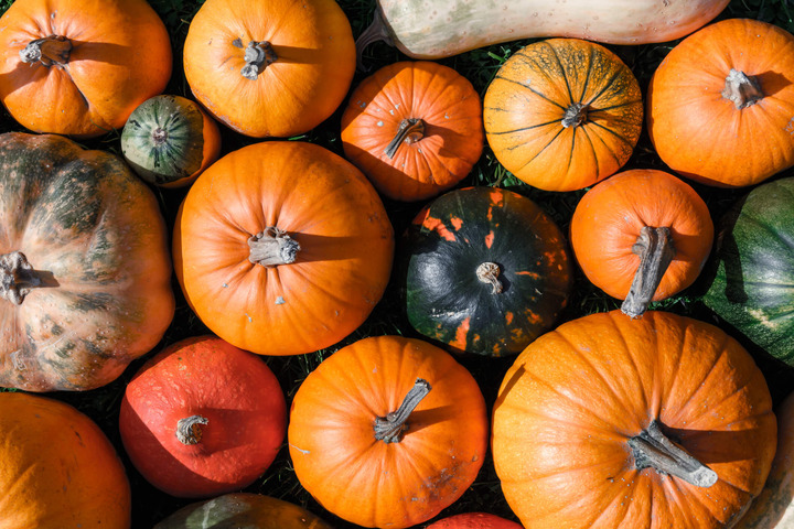 Tutto sulla zucca: varietà e identikit nutrizionale