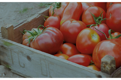 Il pomodoro, protagonista della dieta mediterranea