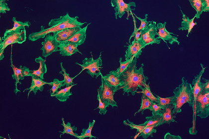 Chemio e immunoterapia più efficienti: è il Nobel per la chimica 2022