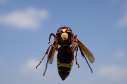Vaccini desensibilizzanti contro l'allergia a vespe e api