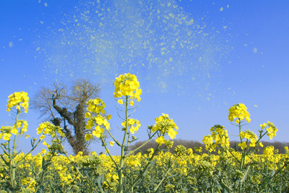 Pazienti oncologici e allergie ai pollini: come gestirle?