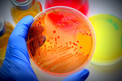 Clostridium difficile: la cura è una "pillola" di microbioma