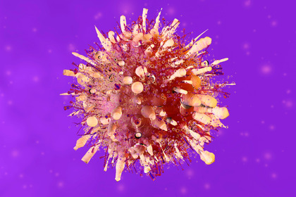 Tumore della vescica: curarlo con un virus?