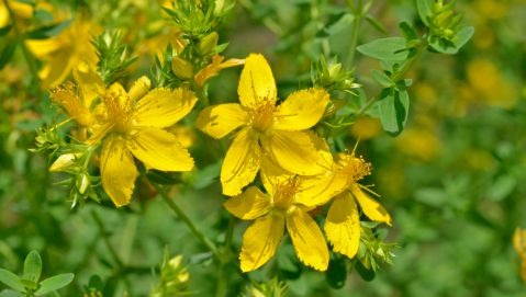 L’iperico come antidepressivo funziona