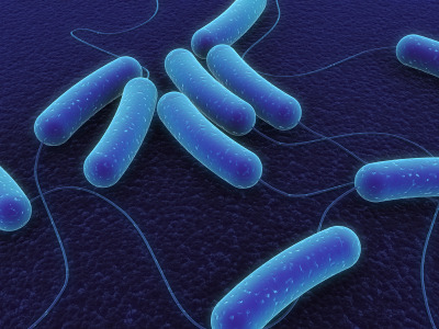 Sconfiggere l'Helicobacter? E' anche questione di colesterolo