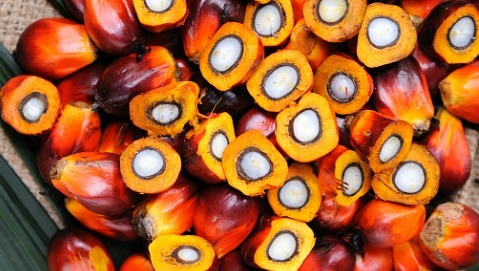 L'Istituto Superiore di Sanità "assolve" l'olio di palma