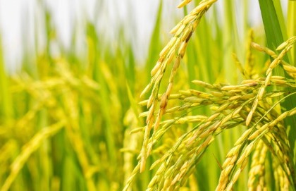 Il golden rice contro la carenza di vitamina A