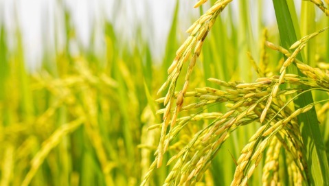 Il golden rice contro la carenza di vitamina A