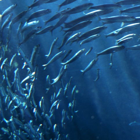 Ottimo il pesce se è senza mercurio