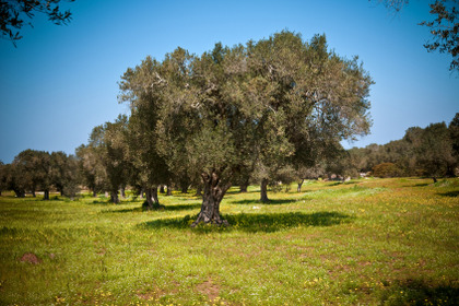 Olio extravergine d'oliva: elisir di lunga vita