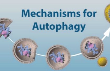 Il Nobel per la medicina agli studi sull'autofagia