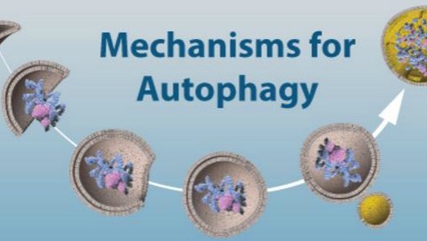 Il Nobel per la medicina agli studi sull'autofagia