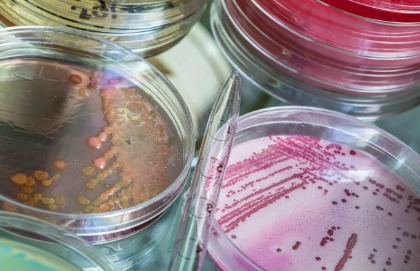 Clostridium difficile: neutralizzarlo senza gli antibiotici