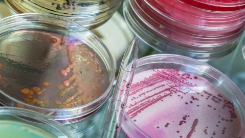 Clostridium difficile: neutralizzarlo senza gli antibiotici