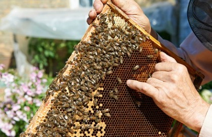 Evitate profumi e abiti scuri contro le punture di insetto