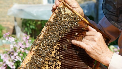 Evitate profumi e abiti scuri contro le punture di insetto