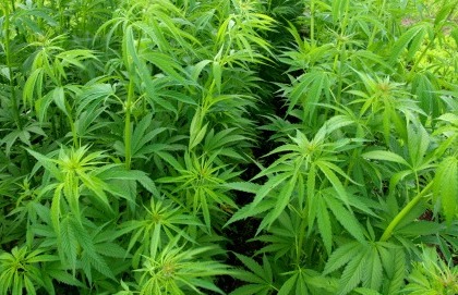 Marijuana e cervello, quali gli effetti a lungo termine?