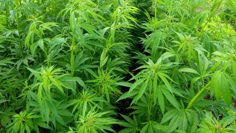 Cannabis terapeutica: la legalizzazione non fa crescere l’uso tra gli adolescenti