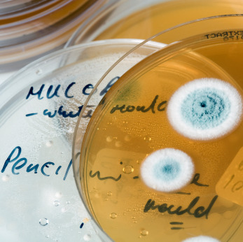 Il manganese capace di neutralizzare l'Escherichia coli