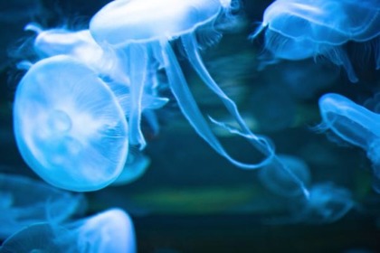 Il rimedio anti-medusa? L'acqua di mare