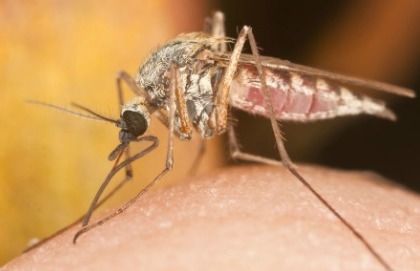 Malaria: la battaglia non è ancora vinta