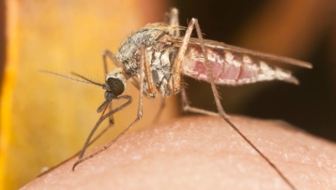 Malaria: la battaglia non è ancora vinta