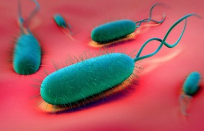 Come affrontare l'helicobacter resistente agli antibiotici?