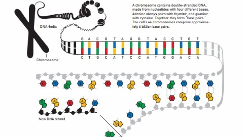 Nobel per la Chimica, vincono i "chirurghi" del Dna