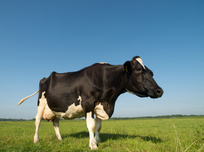 Latte umano prodotto da una mucca: è sano?