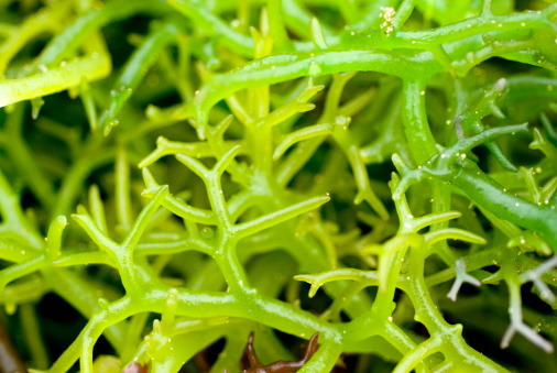 L'alga che può salvare il cuore