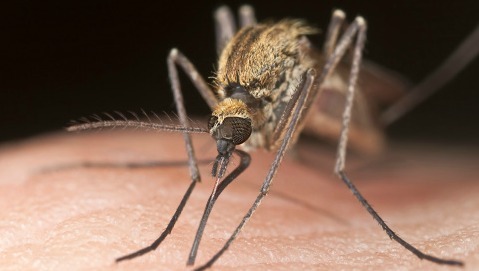 Le zanzare scelgono le loro vittime in base alla temperatura corporea
