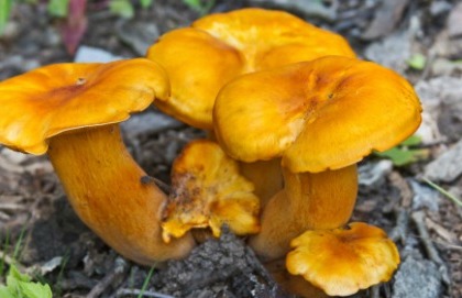 Come gustare i funghi senza rischi inutili